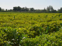 �ڹ���������