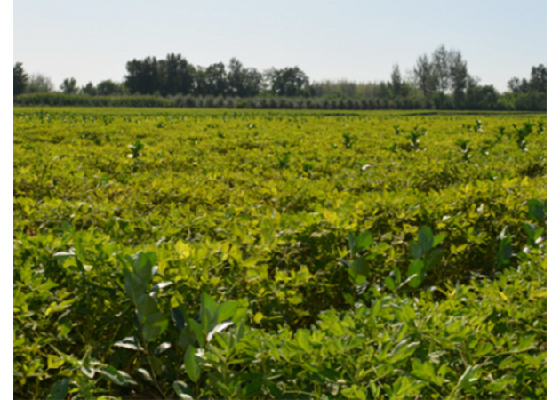 �ڹ���������