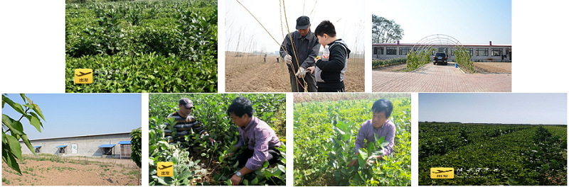 S36ɳ���� - Ҫ�����ɳ����