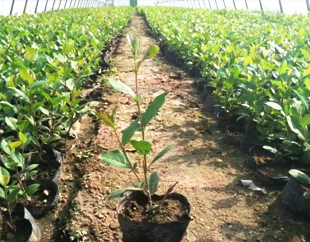 ����S36ɳ������ľ���޹�˾