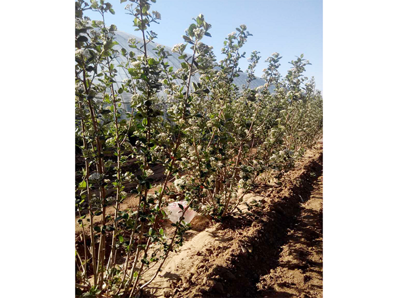 S36ɳ���� - Ҫ�����ɳ����