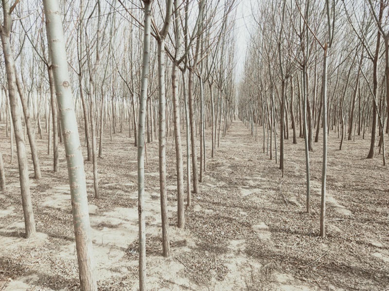 S36ɳ���� - Ҫ�����ɳ����