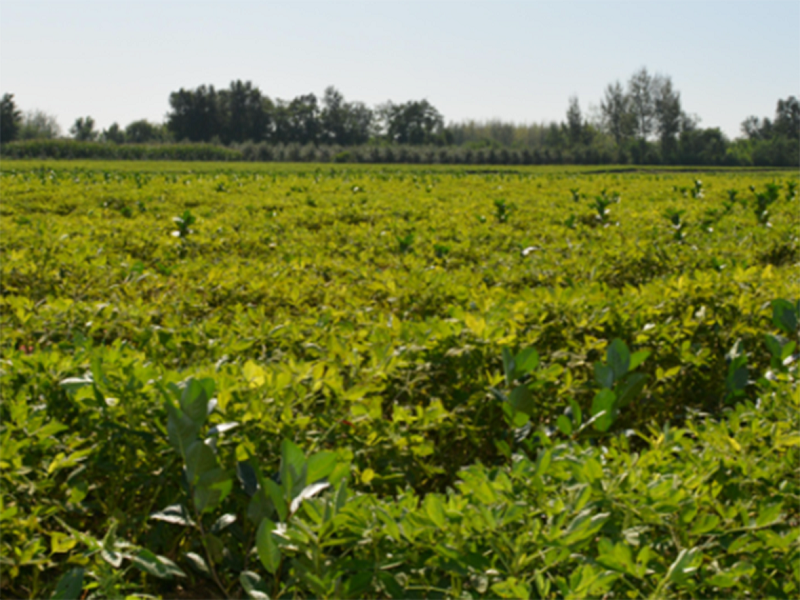 S36ɳ���� - Ҫ�����ɳ����