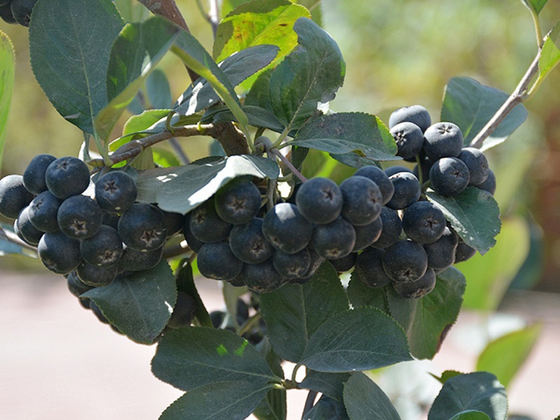 S36ɳ���� - Ҫ�����ɳ����