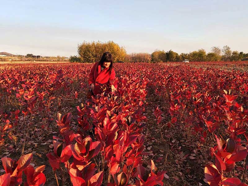 S36ɳ���� - Ҫ�����ɳ����